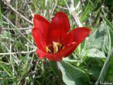 Tulipa suaveolens