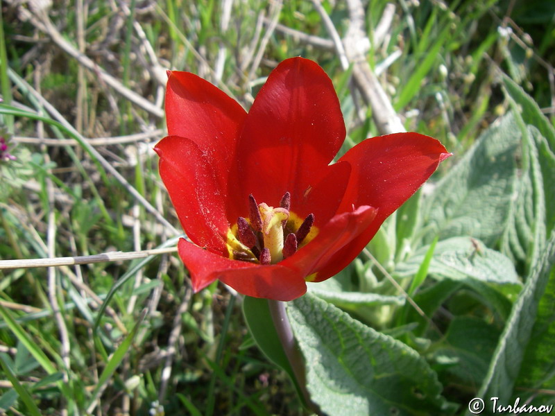 Изображение особи Tulipa suaveolens.