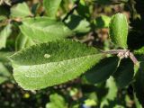 Prunus spinosa. Верхушка побега с почками. Краснодарский край, Новороссийск, мыс Шесхарис, прибрежный склон Маркотхского хребта, ≈ 500 м н.у.м. 21.07.2013.