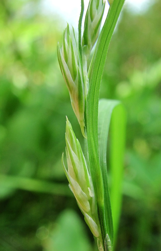 Изображение особи род Carex.