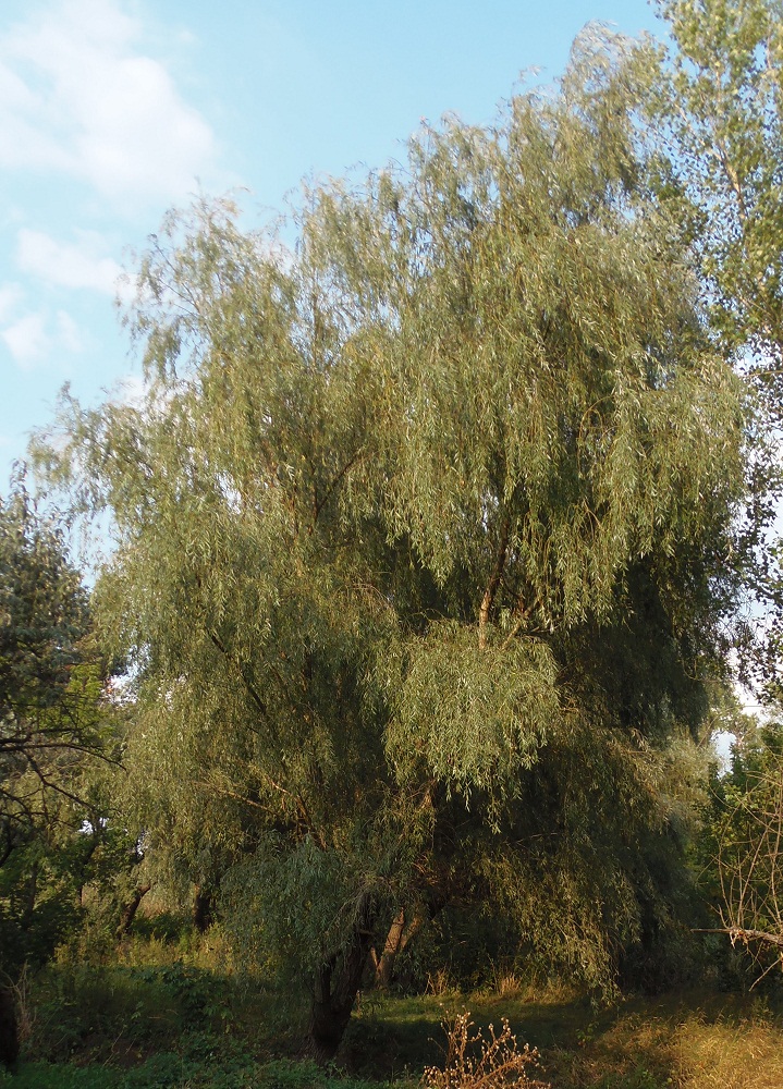 Image of Salix alba specimen.