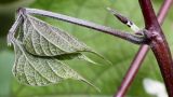 Dolichos purpureus. Молодой лист. Германия, г. Krefeld, Ботанический сад. 11.08.2013.