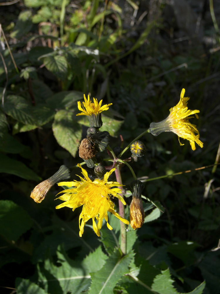 Изображение особи Sonchus arvensis.