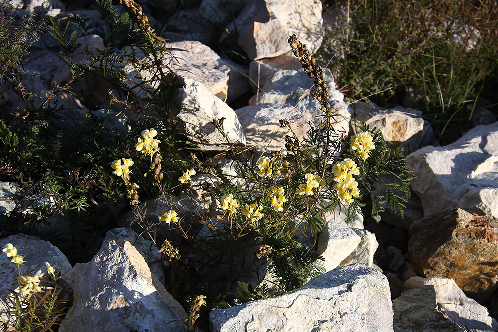 Изображение особи Linaria acutiloba.