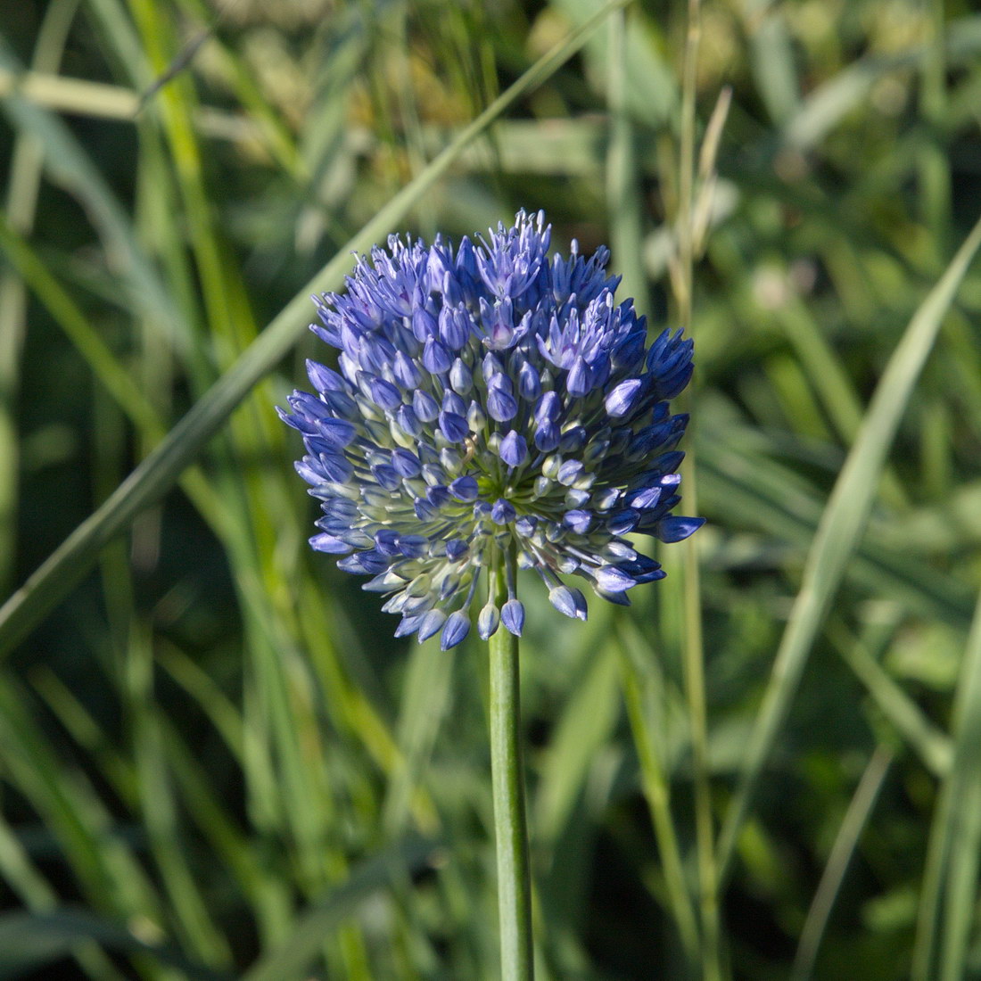 Image of Allium caeruleum specimen.