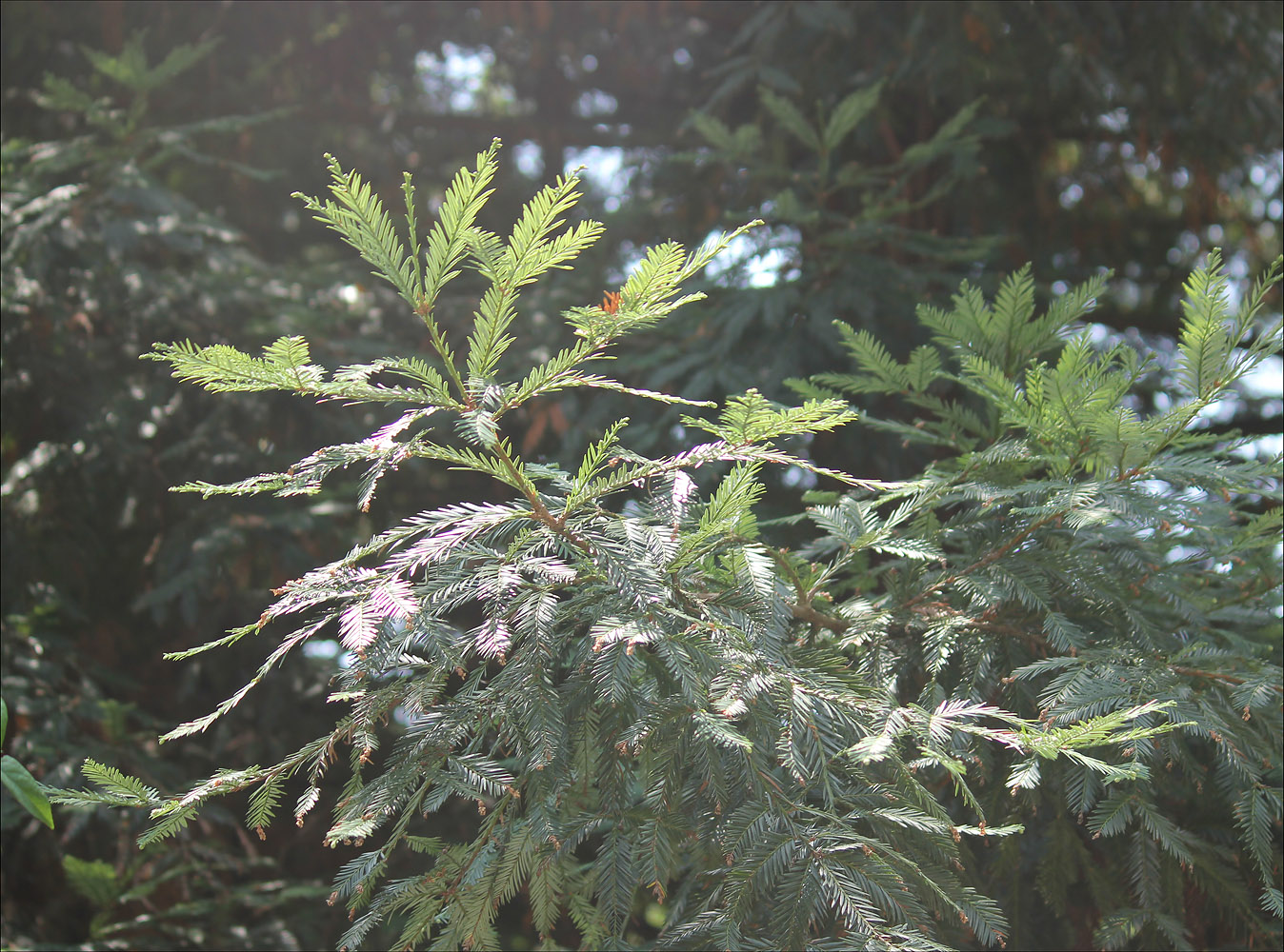 Image of Sequoia sempervirens specimen.