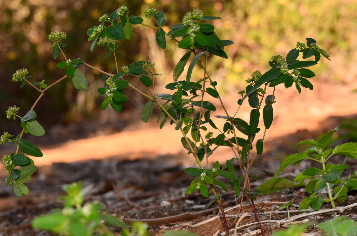 Image of Euphorbia hypericifolia specimen.