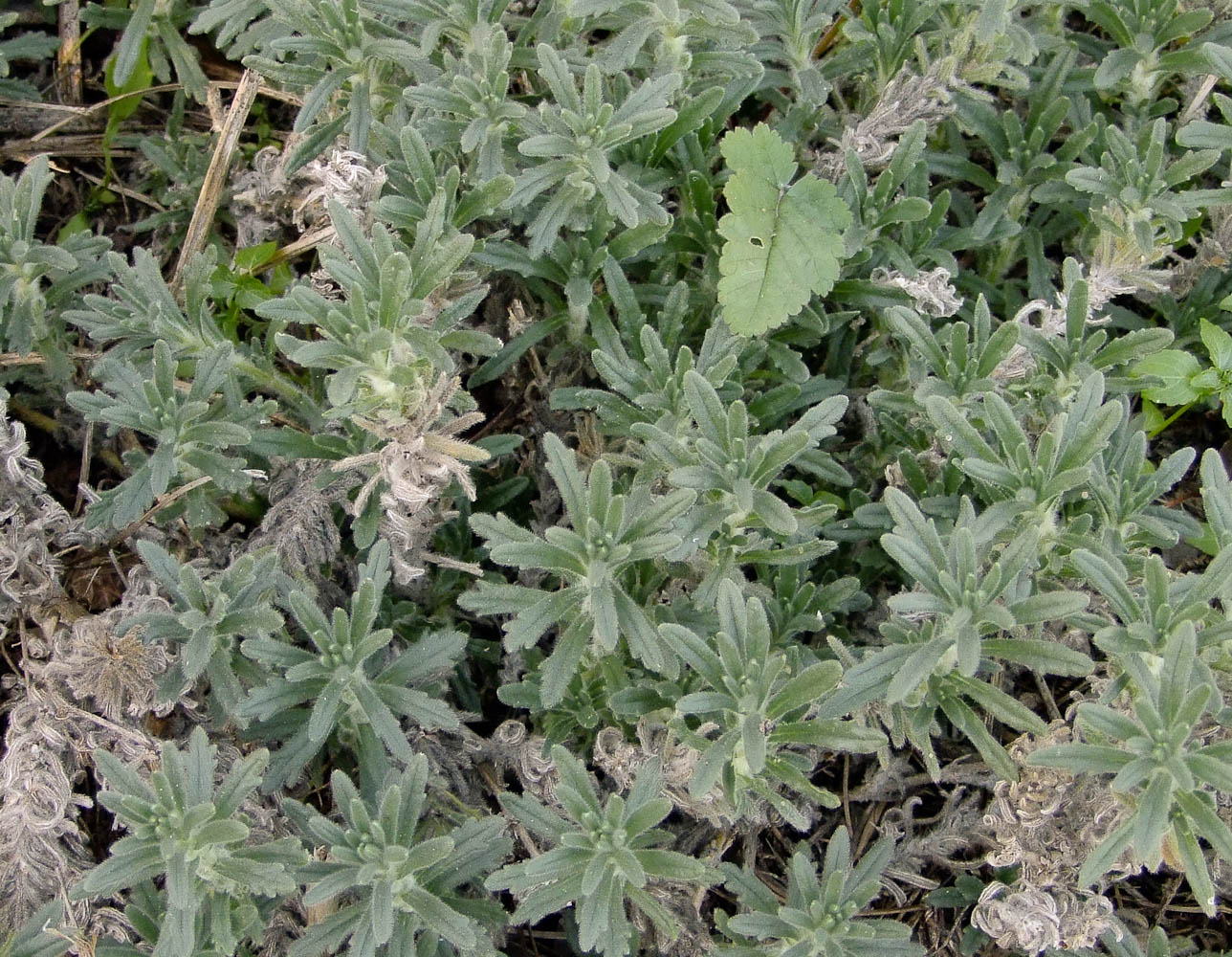 Image of Ajuga iva specimen.