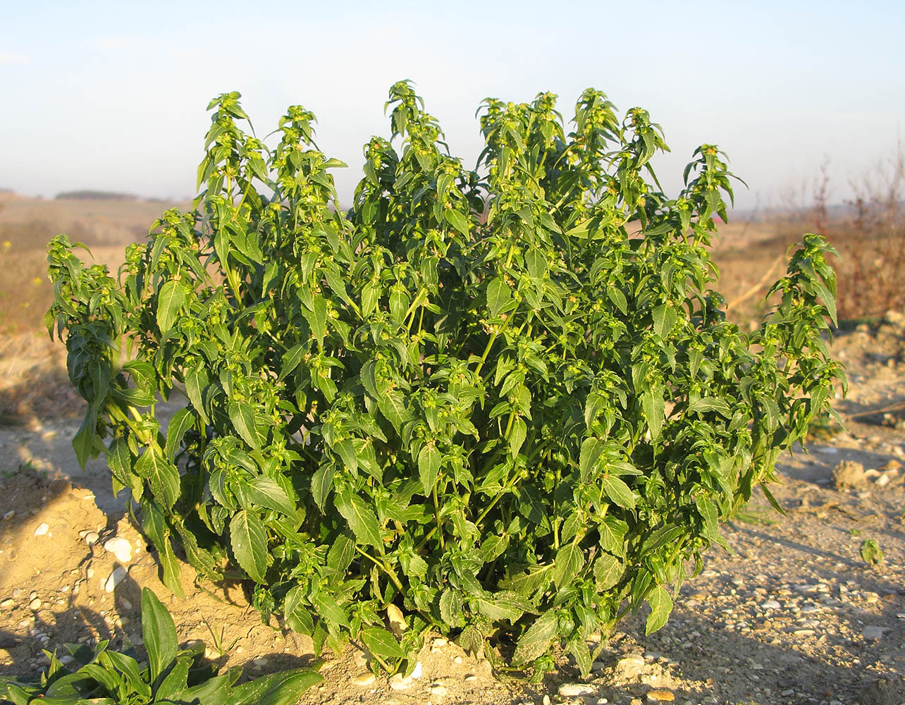 Image of Mercurialis annua specimen.