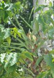 Syngonium podophyllum. Часть побега с соцветиями. Таиланд, остров Тао. 28.06.2013.