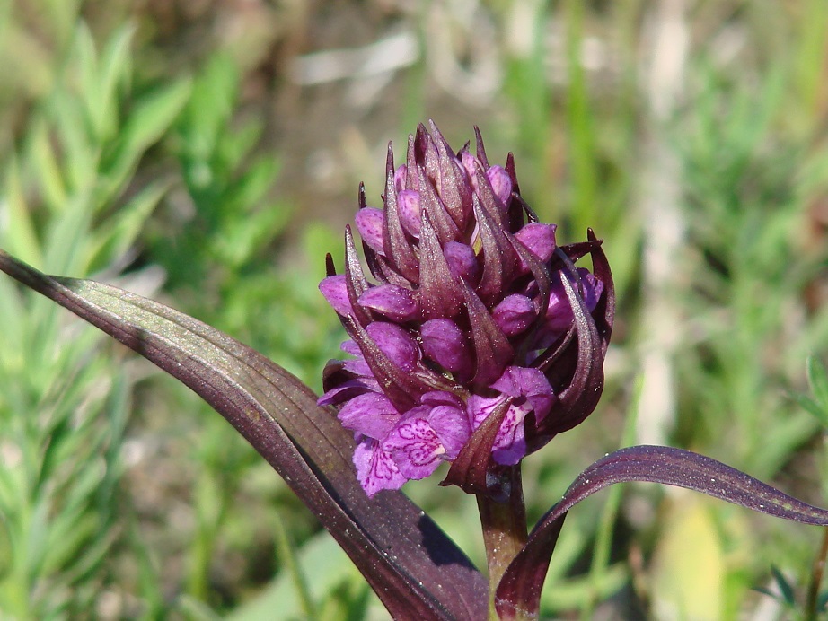 Изображение особи Dactylorhiza incarnata.