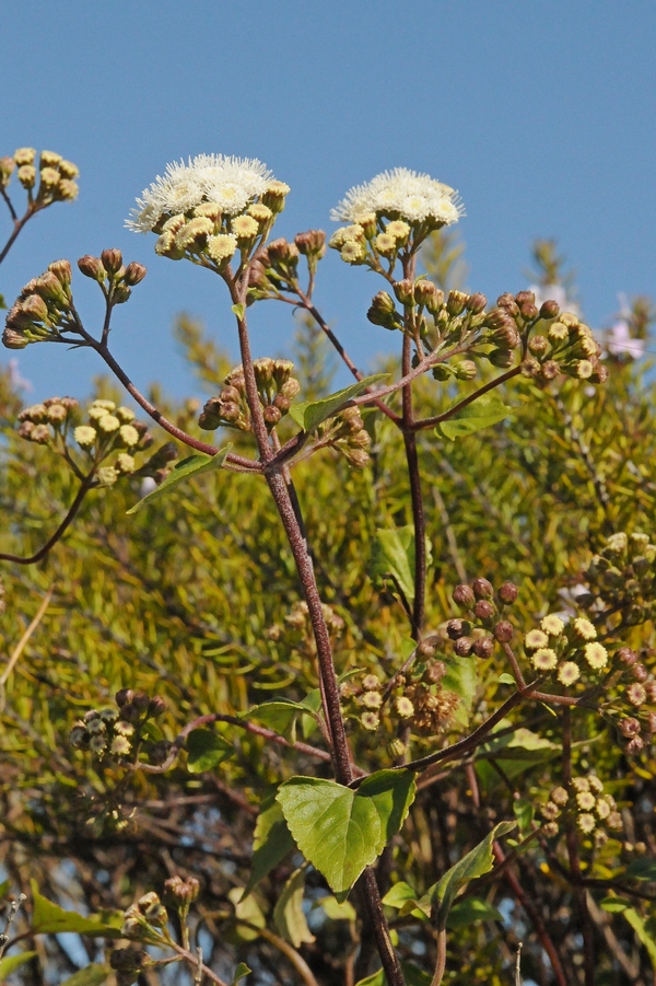 Image of Ageratina adenophora specimen.