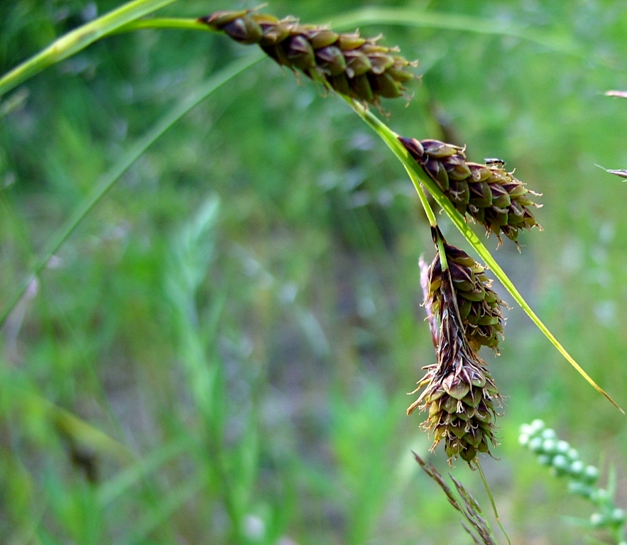 Image of Carex gmelinii specimen.