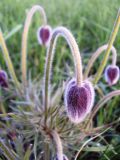 Pulsatilla pratensis