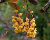 Berberis vulgaris