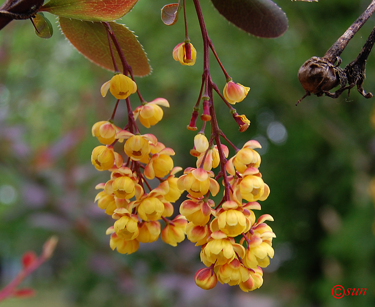 Изображение особи Berberis vulgaris.