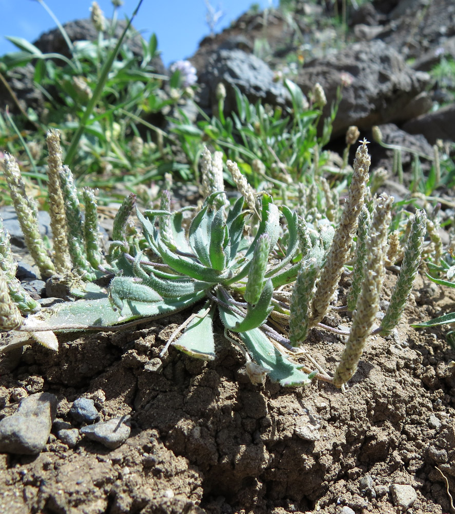 Image of Plantago coronopus specimen.