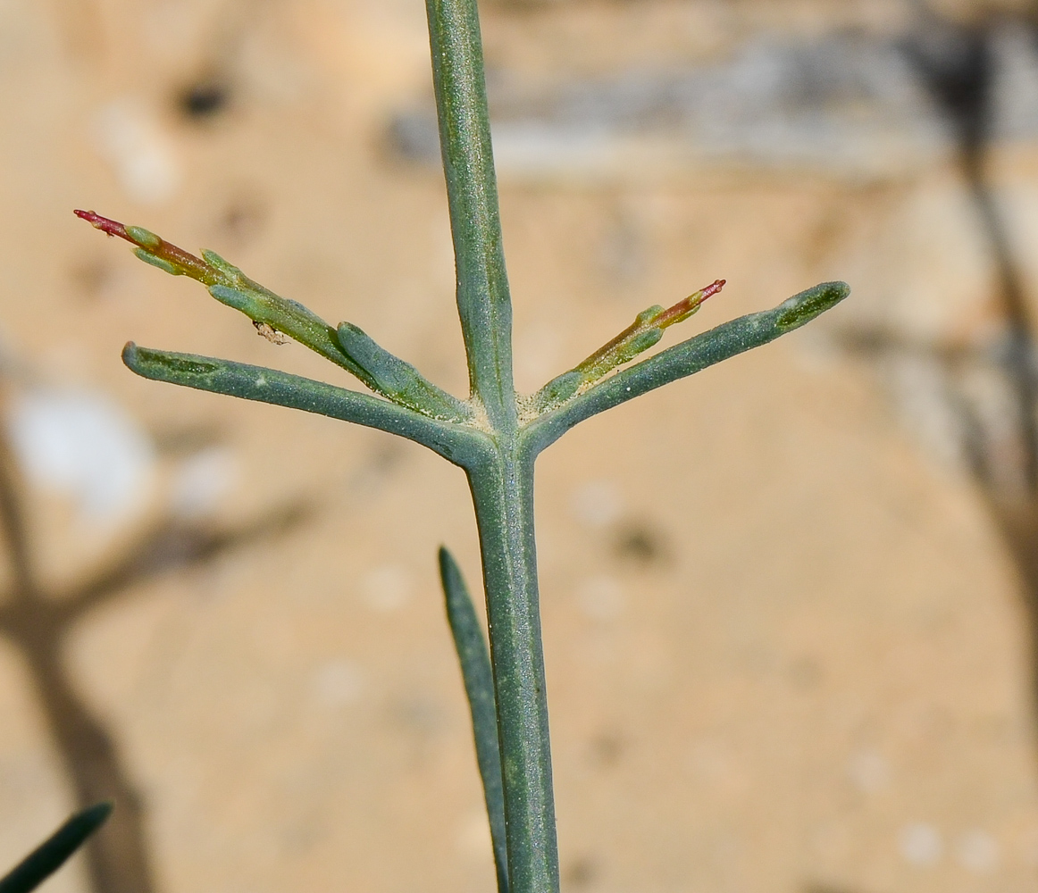 Image of Noaea mucronata specimen.