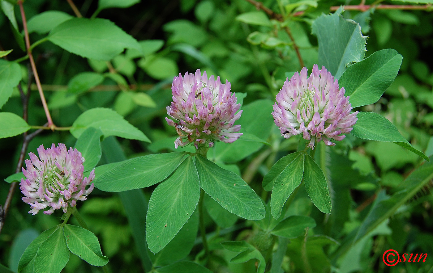 Image of Trifolium medium specimen.