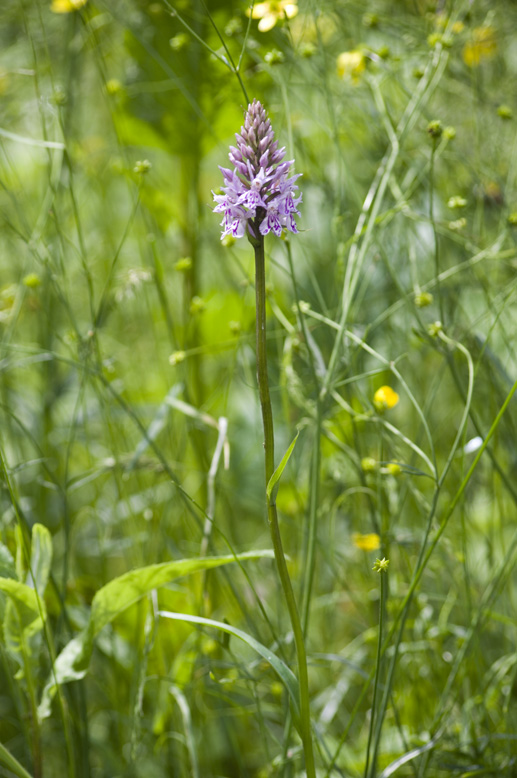 Изображение особи Dactylorhiza fuchsii.