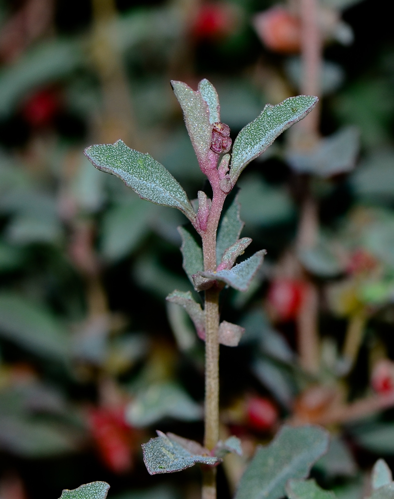 Image of Atriplex semibaccata specimen.