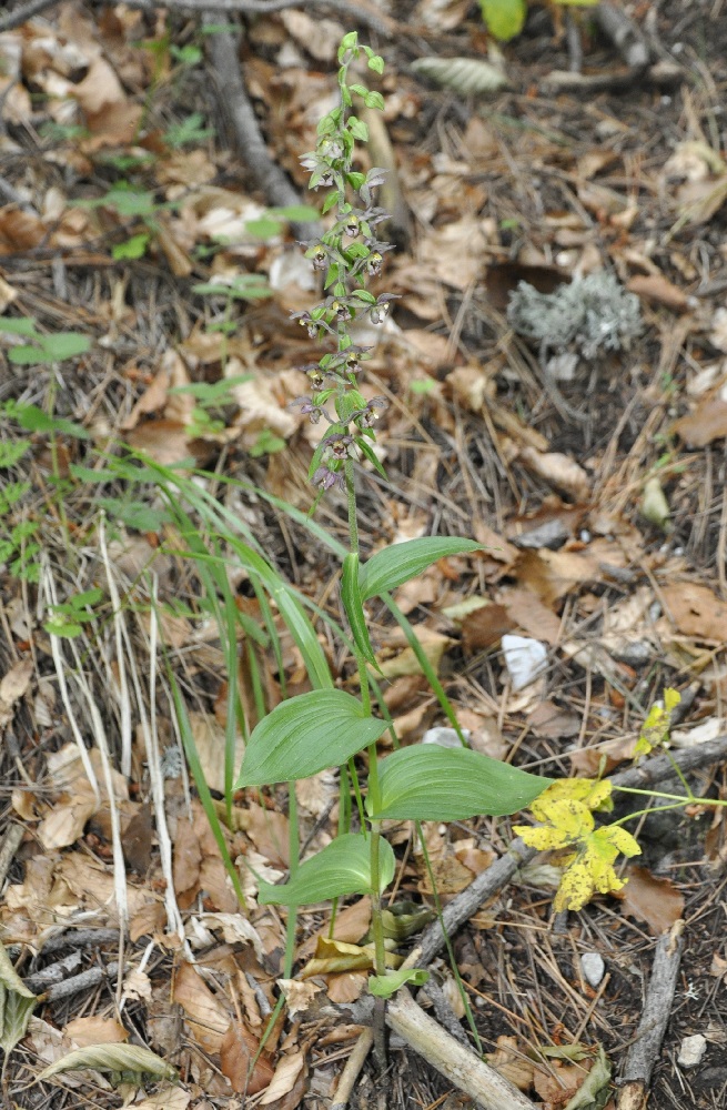 Image of Epipactis helleborine ssp. degenii specimen.