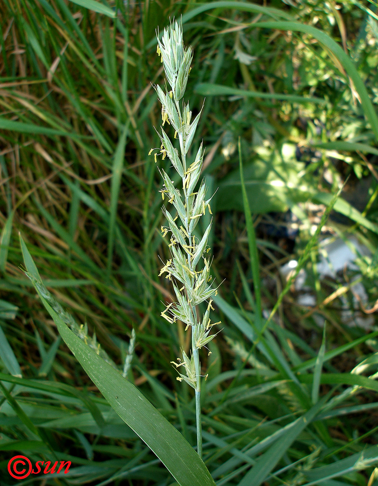 Image of Elytrigia repens specimen.