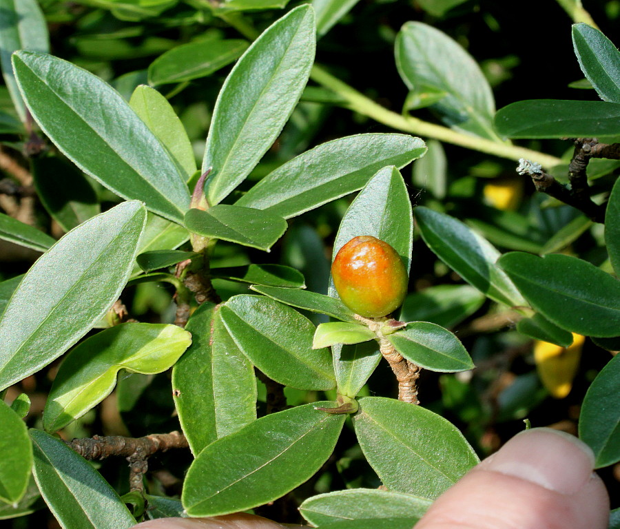 Image of genus Daphne specimen.