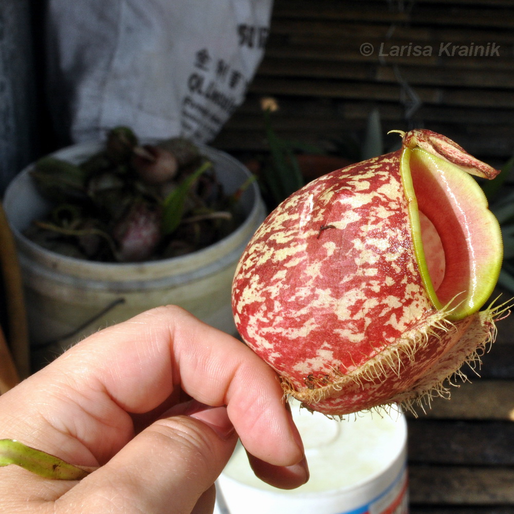 Image of Nepenthes ampullaria specimen.