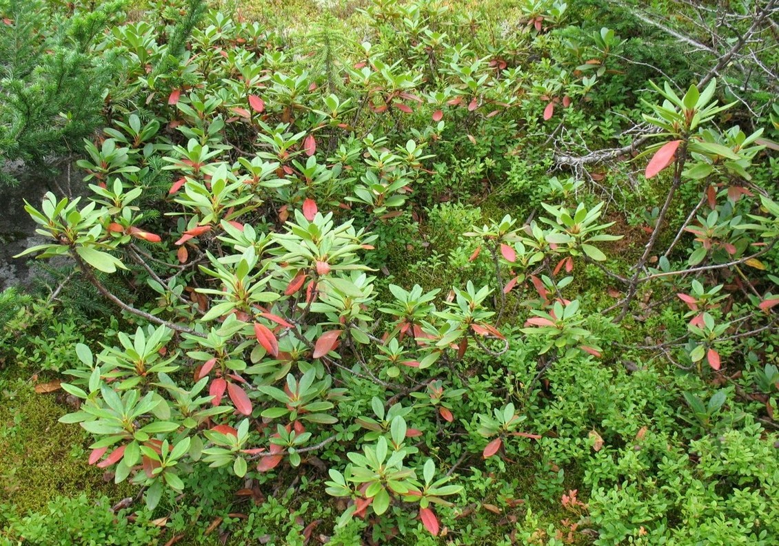 Изображение особи Rhododendron aureum.