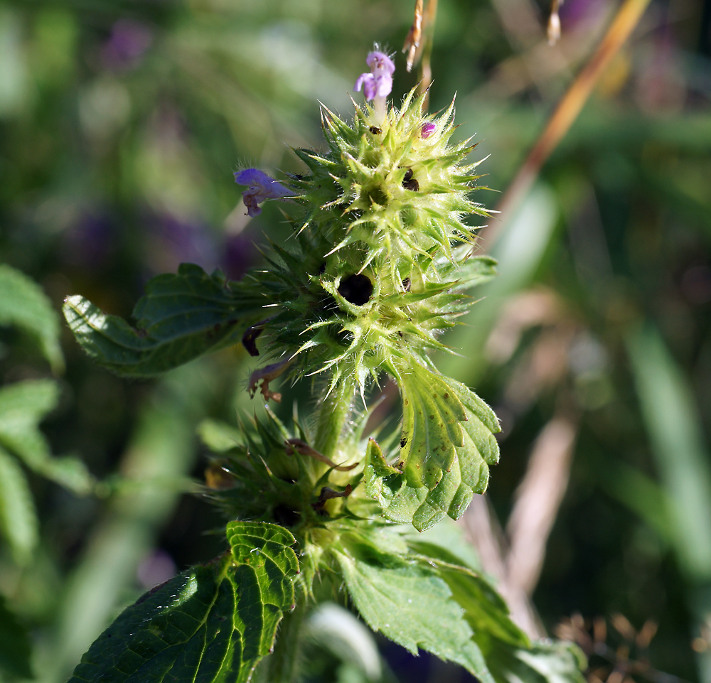 Изображение особи Galeopsis bifida.