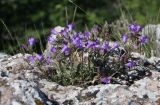 Campanula talievii. Цветущее растение. Крым, нижнее плато Чатырдага, петрофильная луговая степь. 23.07.2009.