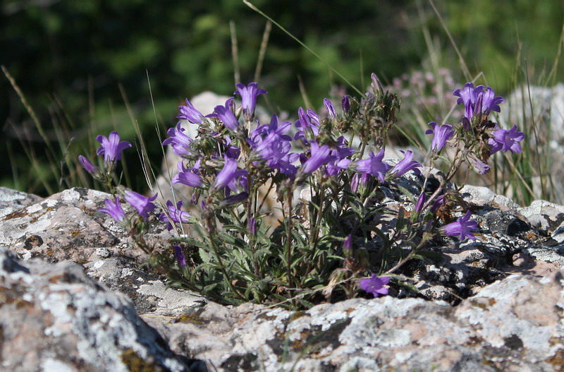 Image of Campanula talievii specimen.