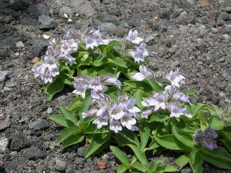 Image of Pennellianthus frutescens specimen.