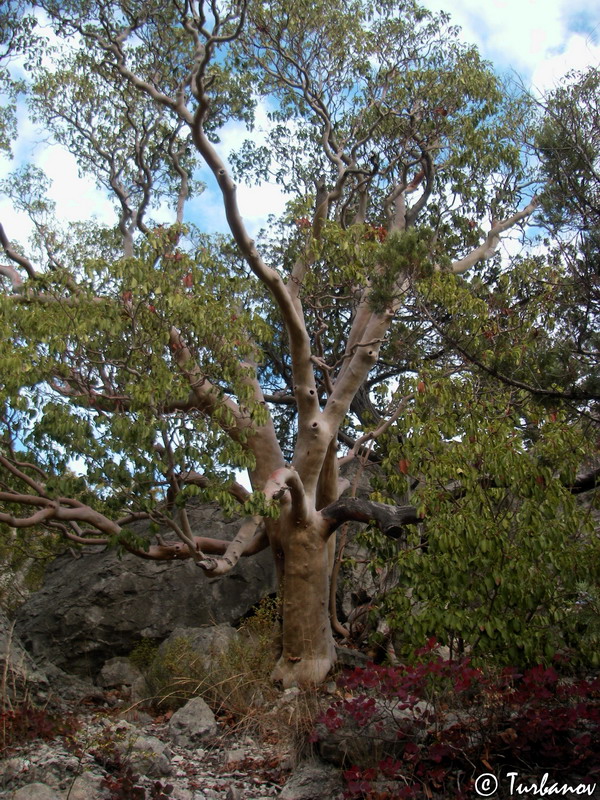 Image of Arbutus andrachne specimen.