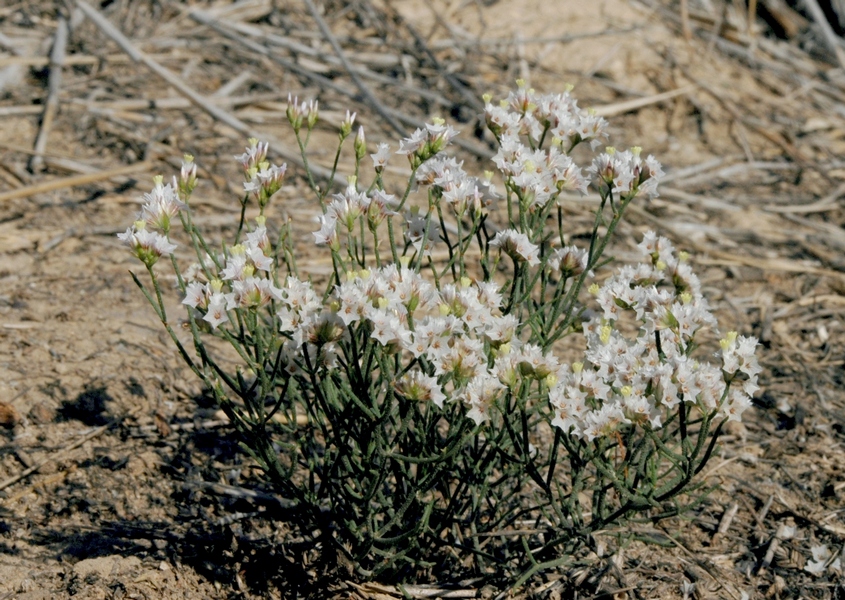 Изображение особи Limonium michelsonii.