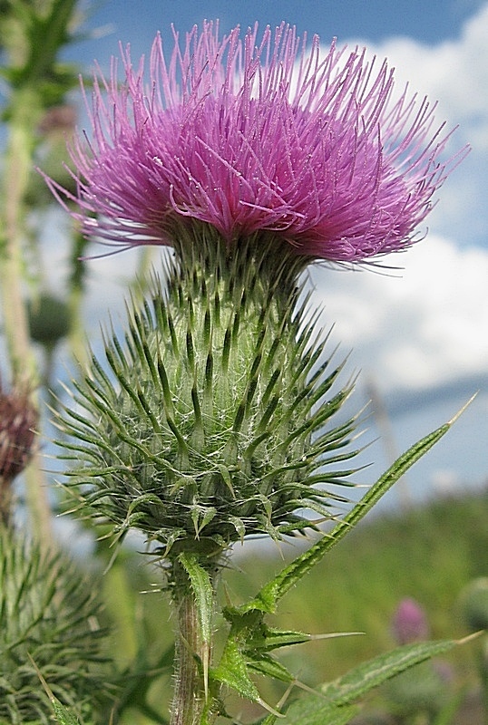 Image of Cirsium vulgare specimen.