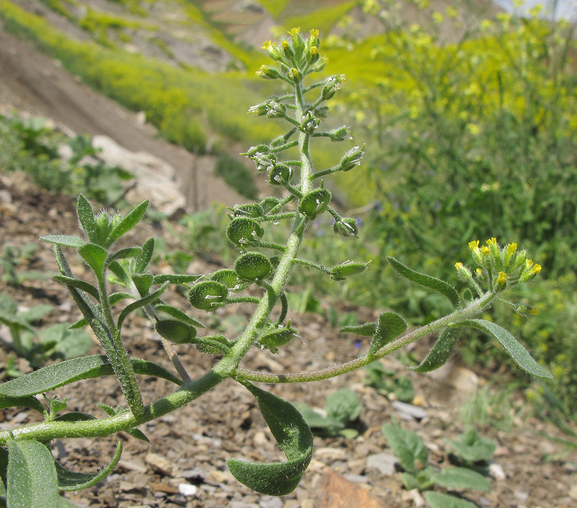 Изображение особи Alyssum alyssoides.