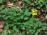 Ranunculus grandiflorus