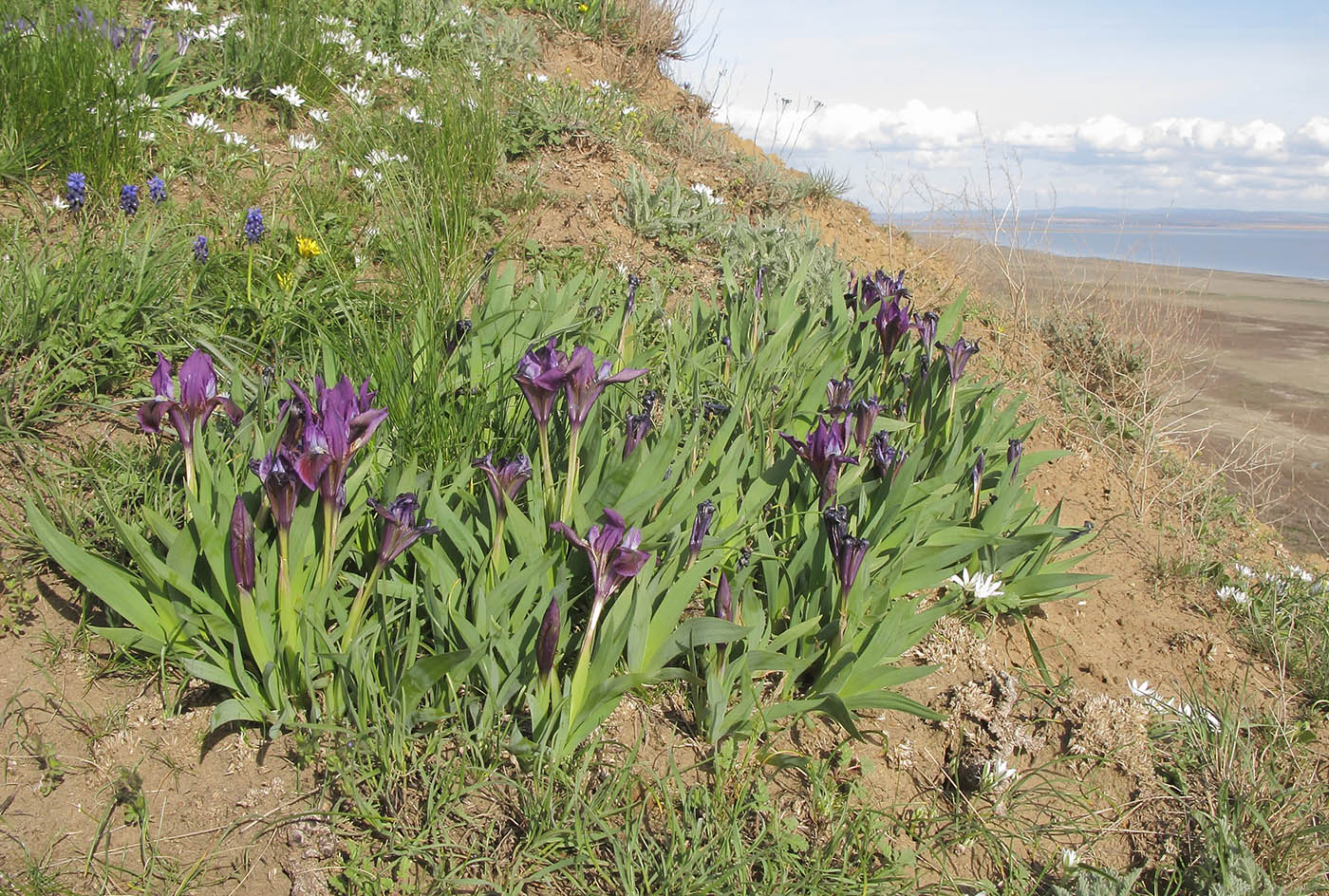 Image of Iris pumila specimen.