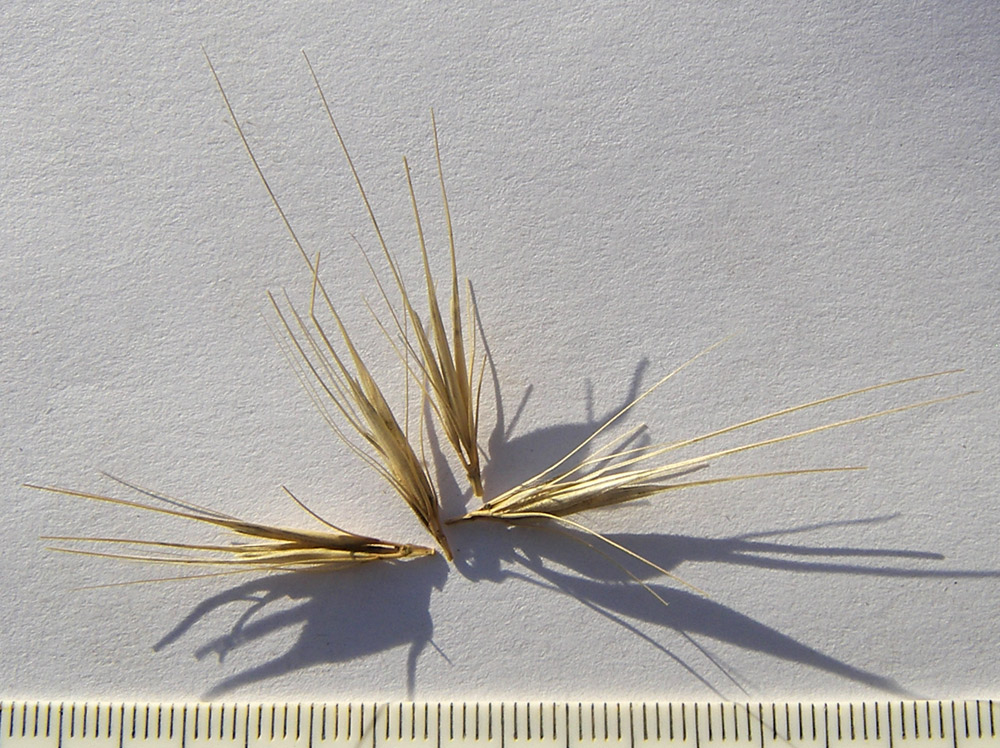 Изображение особи Hordeum geniculatum.