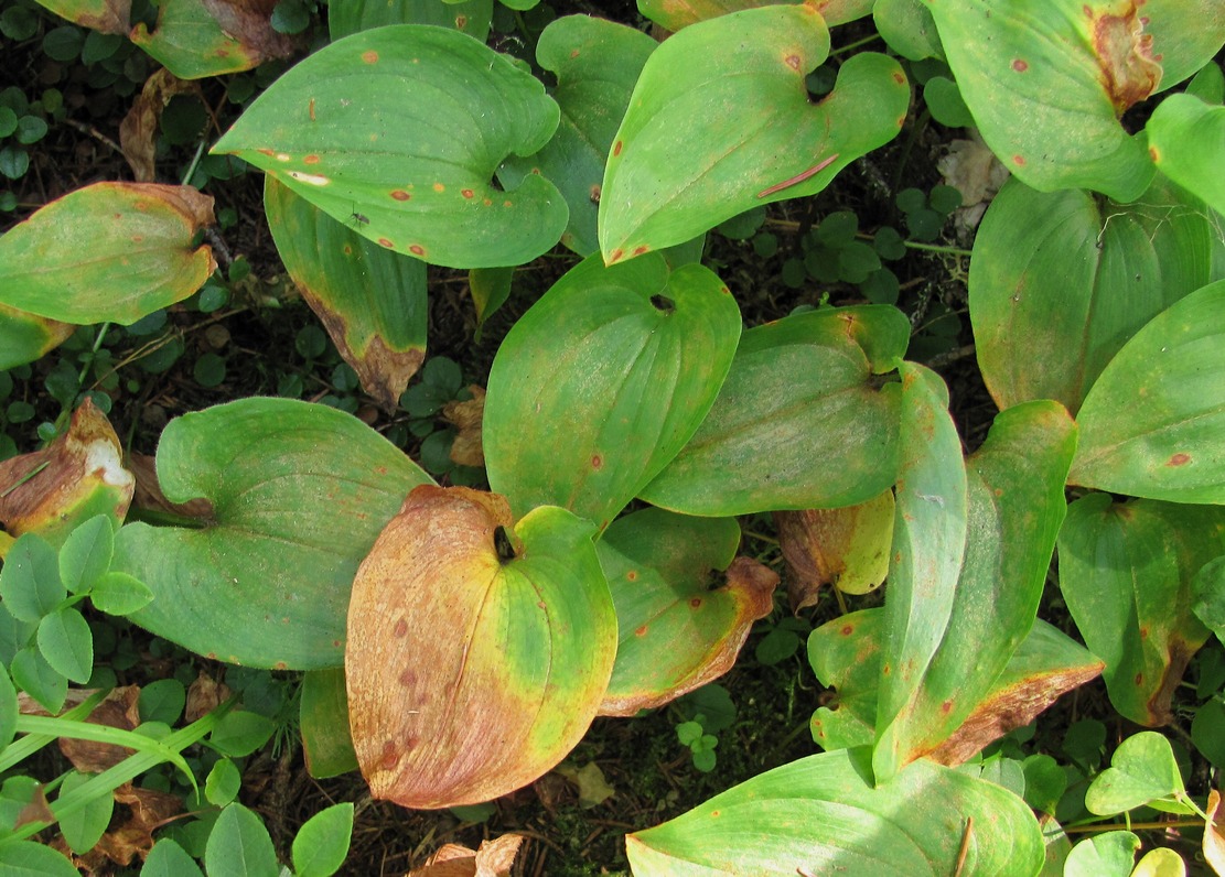 Изображение особи Maianthemum bifolium.