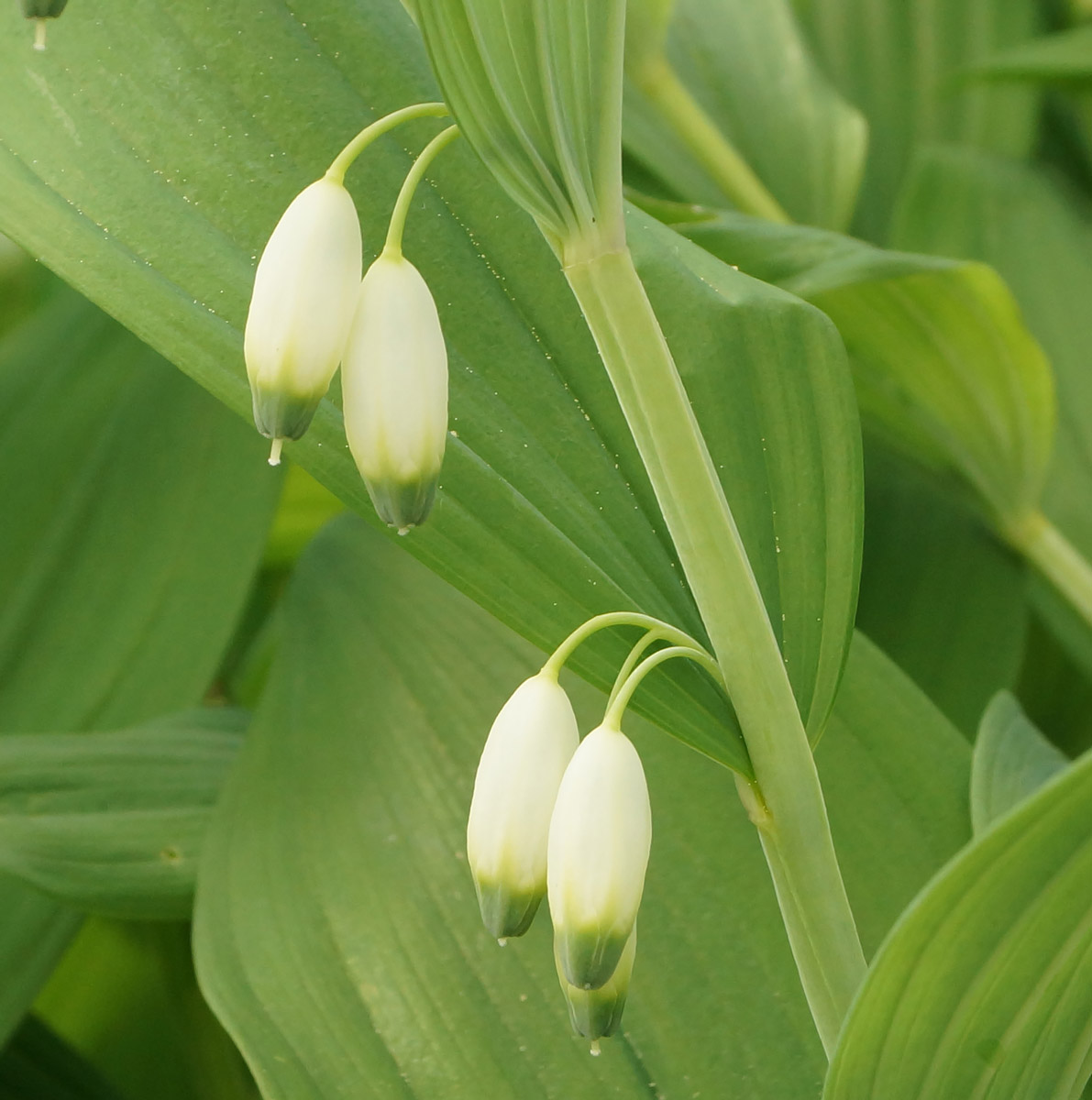 Изображение особи Polygonatum odoratum.