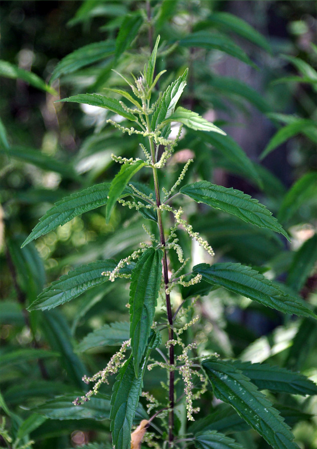 Изображение особи Urtica angustifolia.