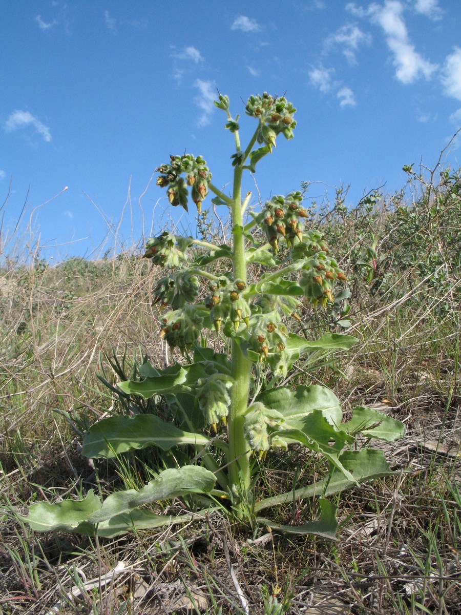 Image of Rindera echinata specimen.