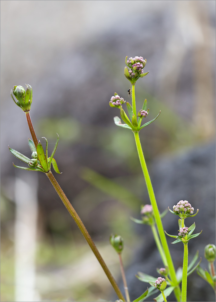 Изображение особи Galium uliginosum.