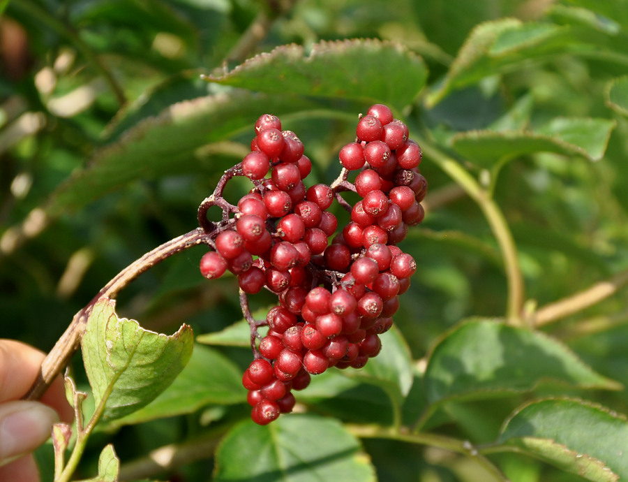 Image of Sambucus williamsii specimen.