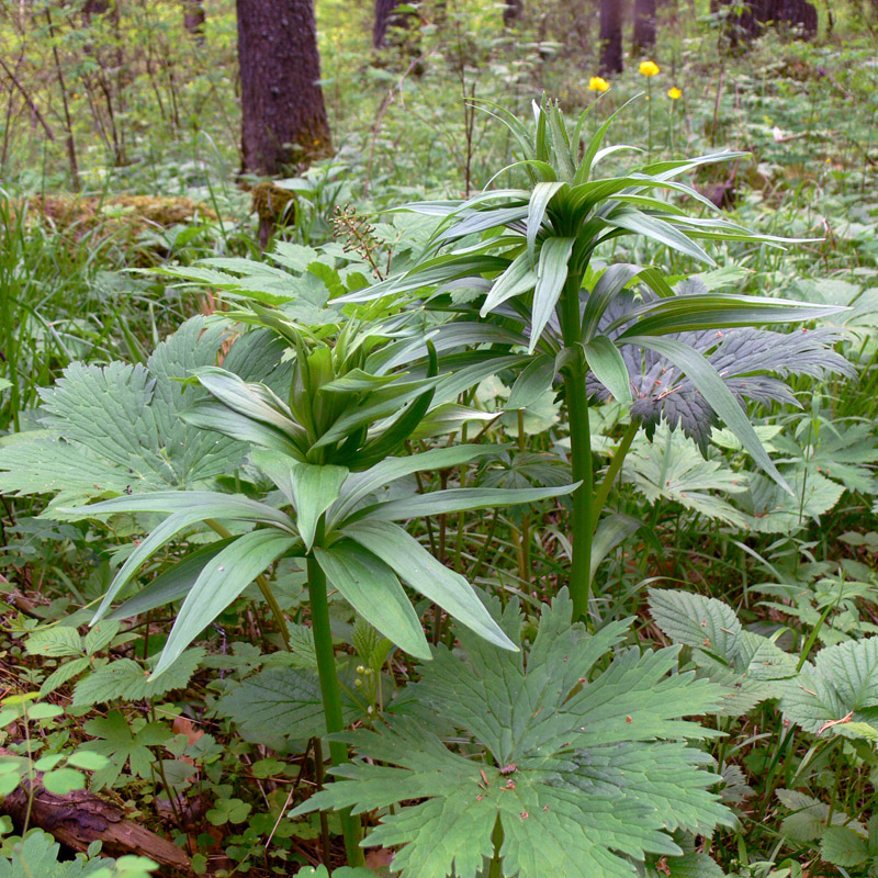 Image of Lilium pilosiusculum specimen.