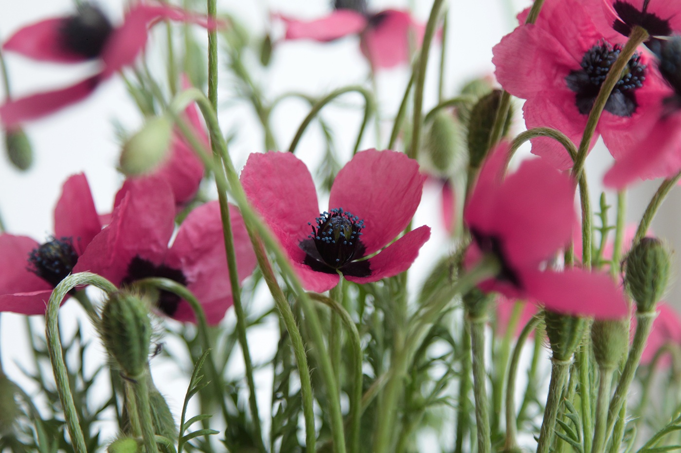 Image of Papaver hybridum specimen.