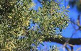 Acacia melanoxylon. Ветвь с соцветиями. Абхазия, г. Сухум, Сухумский ботанический сад, в культуре. 7 марта 2016 г.